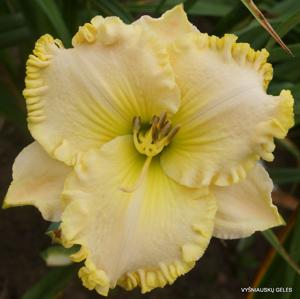 Thelma Douglas